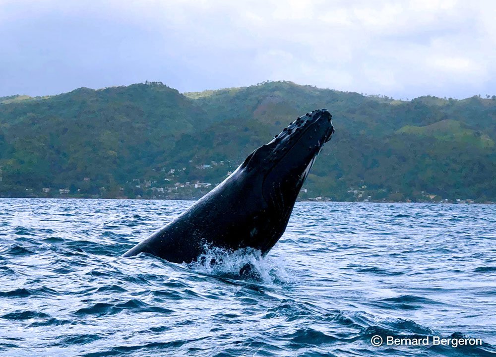 Tour Ballenas a bajo precio en Samana Republica Dominicana