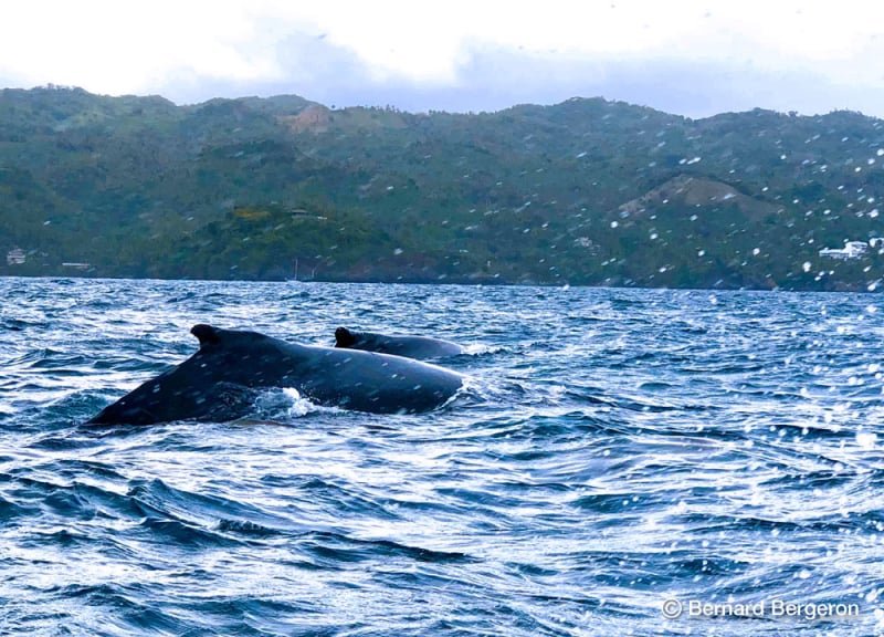 Mejor tour para ver ballenas en Samana Republica Dominicana
