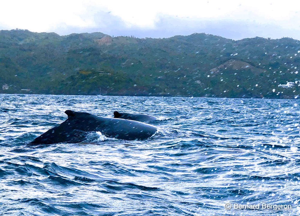 Mejor tour para ver ballenas en Samana Republica Dominicana