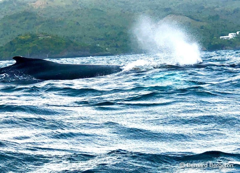 Excursion Ballenas en Samana Republica Dominicana con DDD